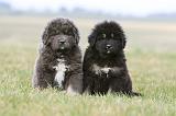 DOGUE DU TIBET 687